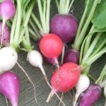 Where Do Radishes Grow in the World?