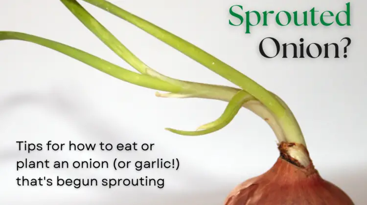 Why Do Onions Grow Green Sprouts
