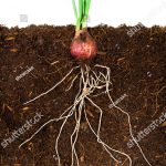 Why Do Onions Grow Underground