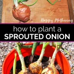 Will a Sprouted Onion Grow More Onions