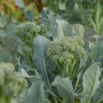 Will Broccoli Grow After Harvesting?