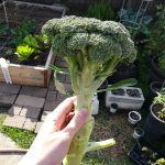 Will Broccoli Grow Back After Rabbits Eat Them?