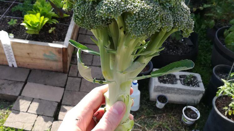 Will Broccoli Grow Back After Rabbits Eat Them?