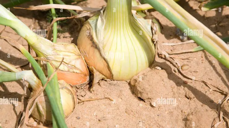 Will Onions Grow in Sandy Soil