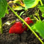 Will Strawberry Plants Come From A Buried Strawberry?