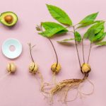 Can You Compost Avocado Pits