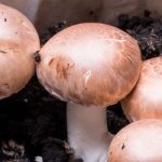 Can You Compost Mushrooms