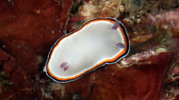 A Small Bean Sea Slug