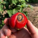 Blossom End Rot On Pepper And Tomato Plants