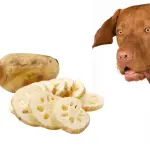 Can Dogs Eat Lotus Root