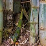 Can You Grow Bamboo from Bamboo Shoots