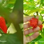 Ghost Pepper Vs Carolina Reaper