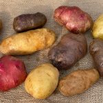How Many Sweet Potato Varieties are There?: A Spud-tacular Count!