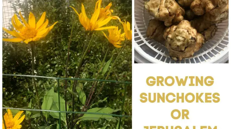 How to Grow Sunchoke