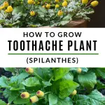How to Grow Toothache Plant