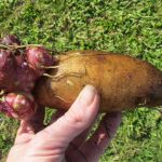 How to Grow Yacon from Tubers