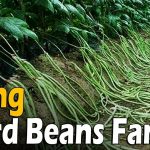 How to Grow Yardlong Bean