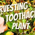 How to Harvest Toothache Plant