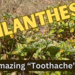 How to Make Toothache Plant Tincture