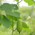 How to Plant Bottle Gourd