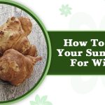 How to Preserve Sunchokes