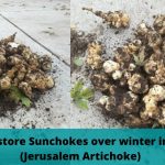 How to Store Sunchokes