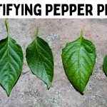 Identifying Different Types Pepper Plants