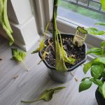 Pepper Plant Leaves Falling Off
