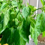 Signs Of Overwatering Pepper Plants