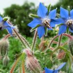 What Does Borage Look Like