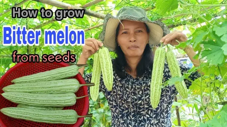 When to Harvest Bitter Melon