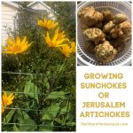 When to Harvest Sunchokes