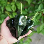 When To Pick Poblano Peppers