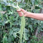 When to Pick Yardlong Beans