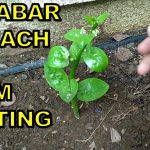 How to Grow Malabar Spinach from Cuttings